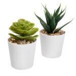 SET DE PLANTAS ALISO BLANCO - Imagen 2